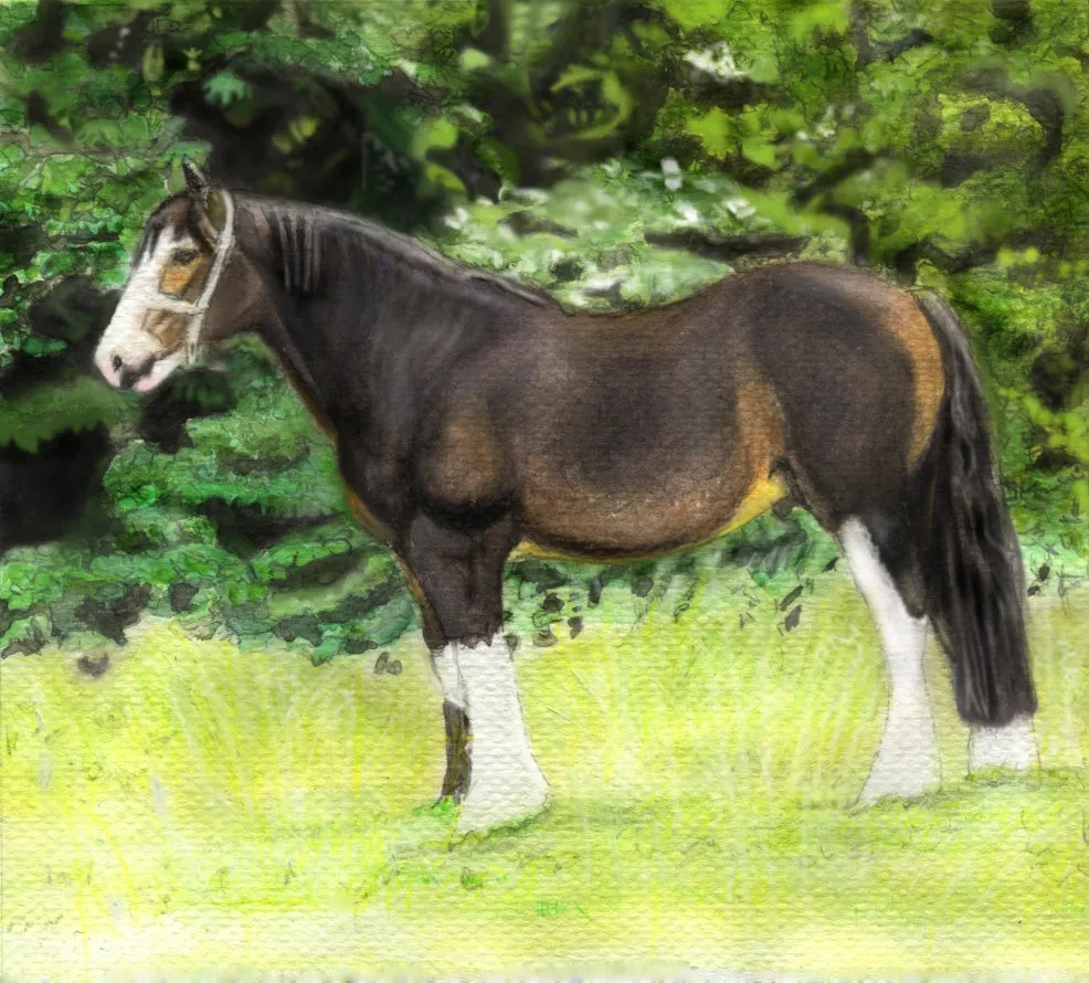 Learn How to Draw and Paint Horses for Beginners