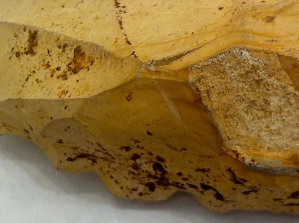 Mesolithic French Dendiculate Stone Saw